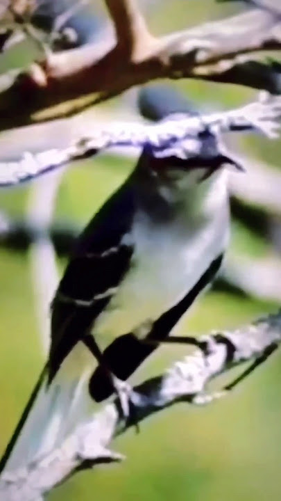 MOCKING bird 🐦