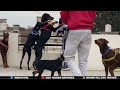 Doberman team  american doberman team  dogy home and training centre kennel  