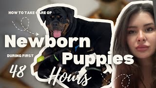 First 48 Hours With Newborn Puppies | How I Care for My Litter-Episode 1 First 48 Hours With Newborn Puppies | How I Care for My Litter-Episode 1