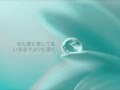 また君に恋してる 【坂本冬美さん】 歌詞付き★赤れんがYOさんとコラボカラオケ♪