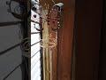 AMAZING SOUND OF THE CHIME AMAZING SOUND OF THE CHIME