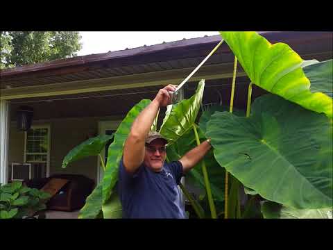 Como crescer elefante plantas da orelha