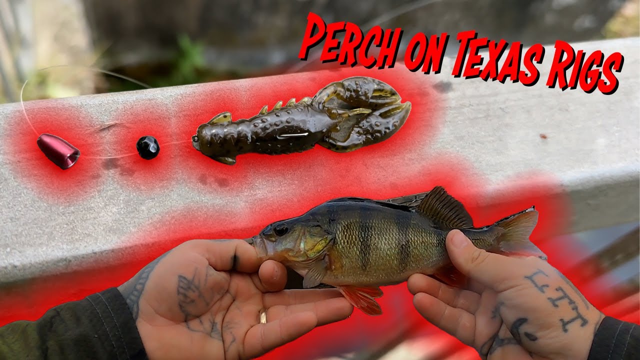 How To Catch Perch On Texas Rigs! 