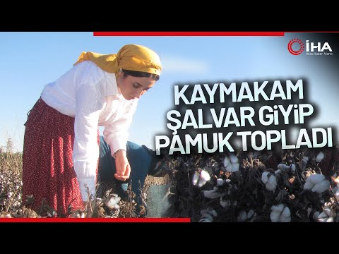 Kadın Kaymakam Şalvar Giyip Pamuk Topladı