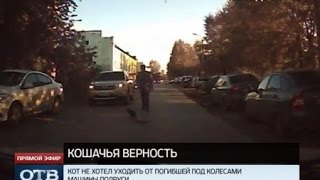В Каменске-Уральском появился «кошачий Хатико» В Каменске-Уральском появился «кошачий Хатико»