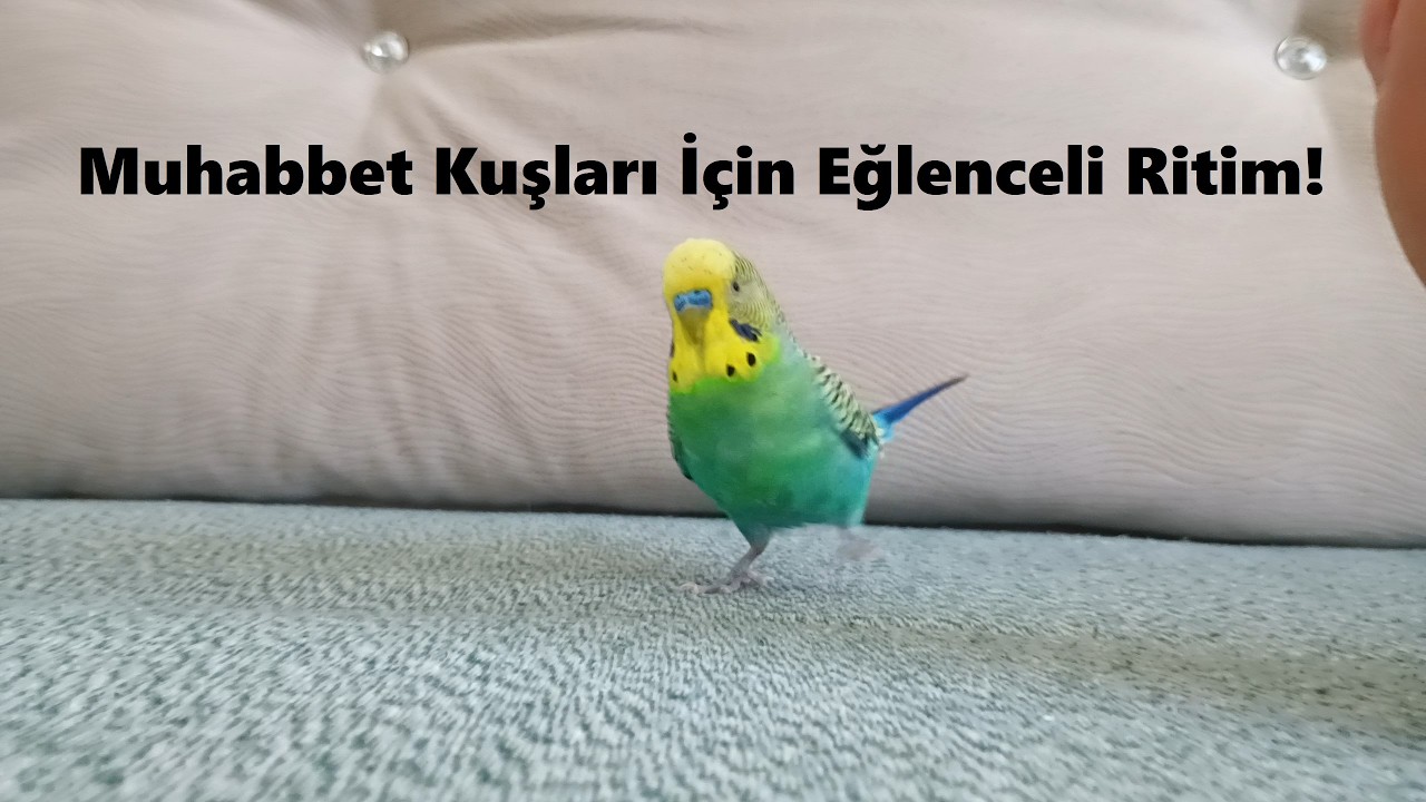 Bu Video Kuşunuzu Coşturacak! Şarkı Söyleyen ve Dans Eden Muhabbet Kuşu 🎤Dans ve Şarkı Söyleyecek 🐦