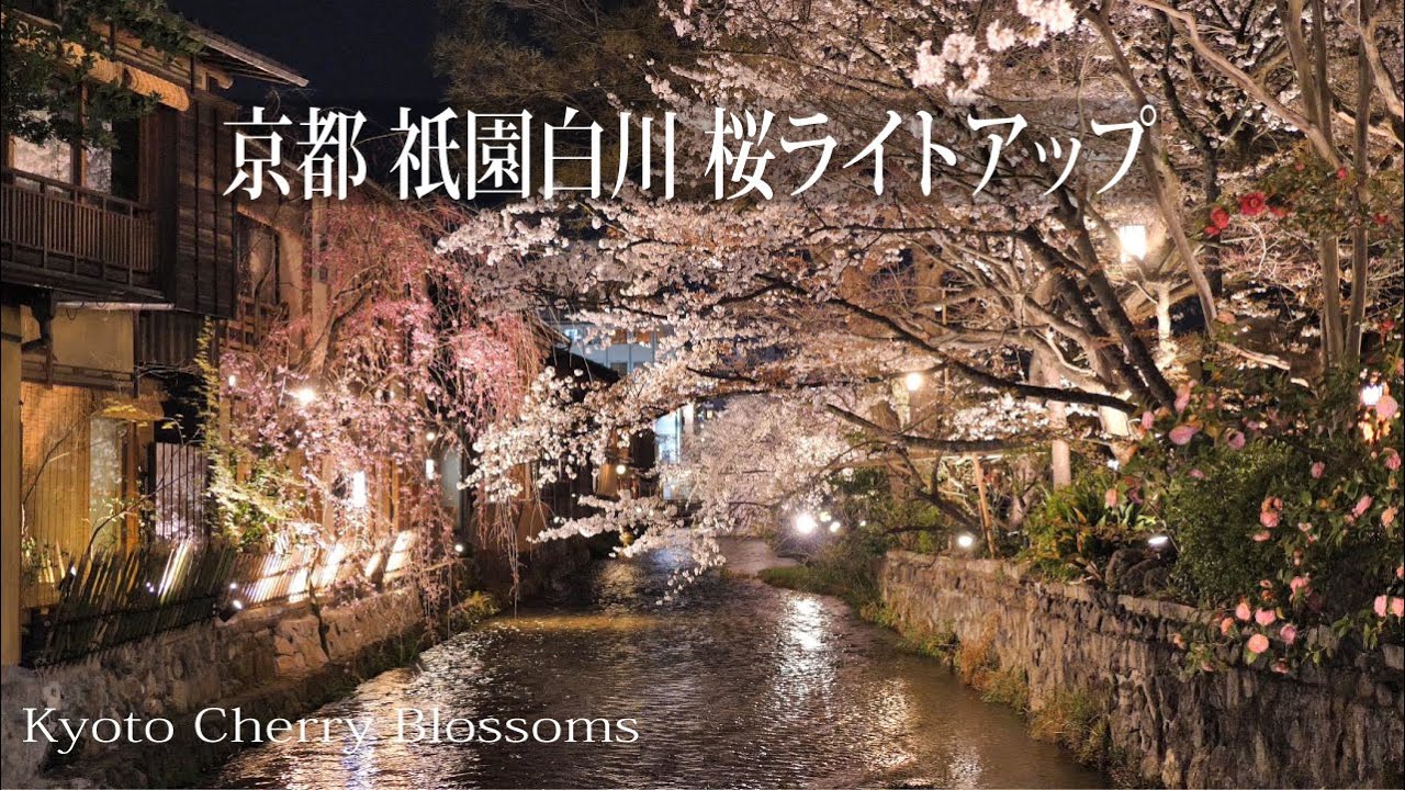 京都 祇園白川 桜のライトアップ 京都桜 Youtube