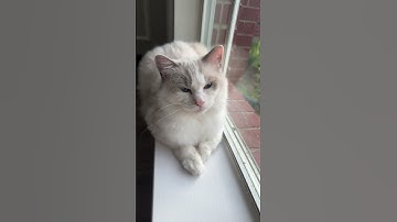 #Ragdoll cat #Регдол