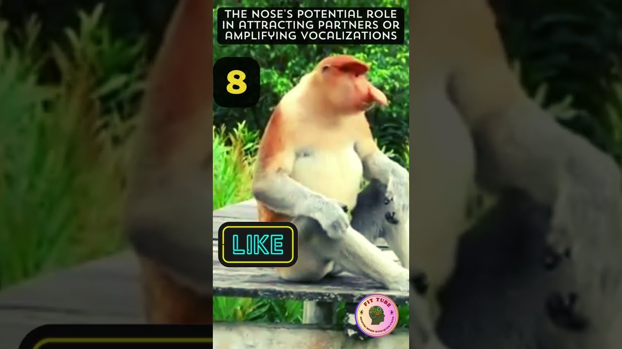 Proboscis Monkeys: Fascinating True Facts About Monkey Noses|Facts | 