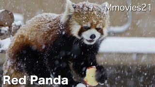 Red Panda eats apple in heavy snow大雪の中でリンゴを食べるレッサーパンダ
