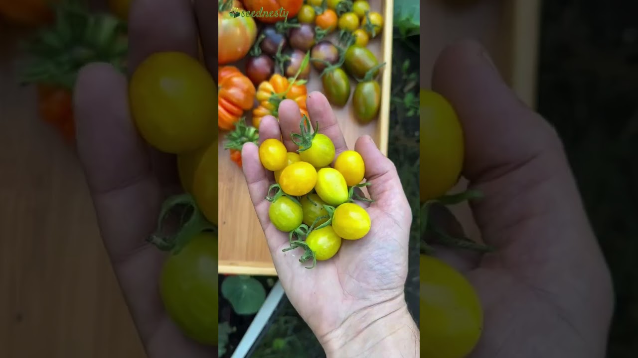 #CostolutoFiorentino #FavoriteVariety #ItalianTomato #RichTangyFlavor #tomatosauce  #HeirloomVariety