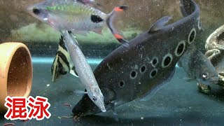 スポットナイフショート、水槽混泳