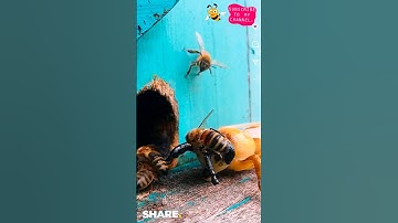 Bee Buzz: Exploring the World of Pollinators