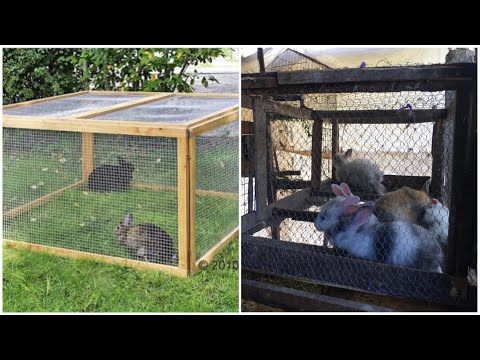 Video: Cómo hacer comederos para conejos con sus propias manos: fotos, tamaños