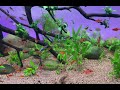 Most Beautiful small Betta Fish. Please enjoy aquarium fish playing #aquariumfish #smallfish