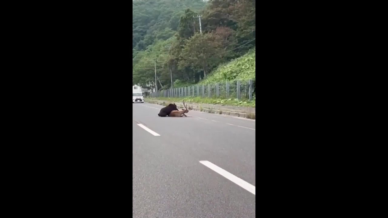 クマクマ 推定400キロ超の巨大ヒグマ 箱わな倒す様子を撮影 北海道・苫前 | 毎日新聞