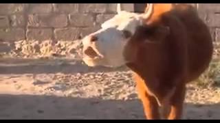 Die Ka’aka-Bubu-Kuh