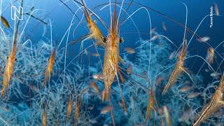 The Worlds Best Nature Photography