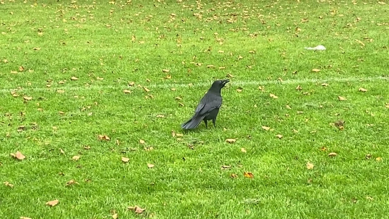 Respite from squirrels