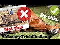HOW TO LAY DOWN A HORSE (Different Methods? Force? Same Result?)