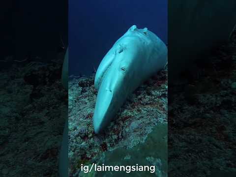 Stop Shark Finning