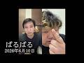 【八万円事件後】ぱるぱるをわからせる電話【火薬樽】