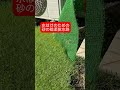 芝生ピーク映え準備【１】人工芝マット沿い 芝生観察8月13日