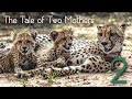 Lion and Cheetah: The Tale of Two Mothers - Episode Two