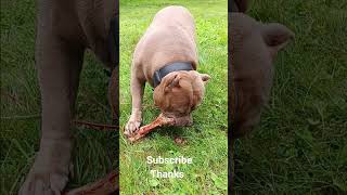 Banned in UK @GoddsSpeed #XL American Bully