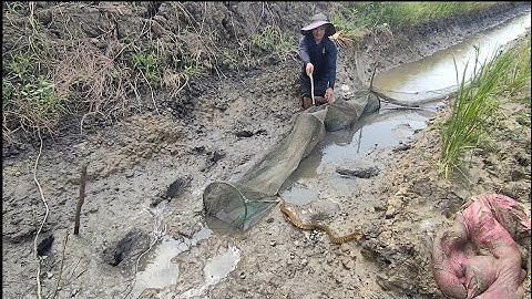 Giải cứu cá rô đồng mắc cạn , (T115) nay giải cứu cả rắn nước 