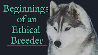 Beginnings of an Ethical Breeder  Jalerran Siberians  Did Your Breeder Actually Do Health Checks?