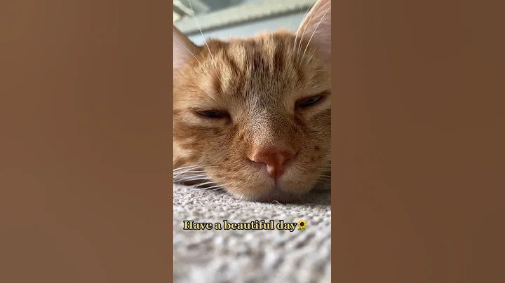 Веселые коты / Смешные котики / Коты приколы / Забавные животные / Смешные коты