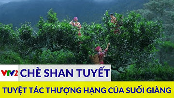 Chè Shan Tuyết cổ thụ - Tuyệt tác thượng hạng của suối Giàng |VTV2