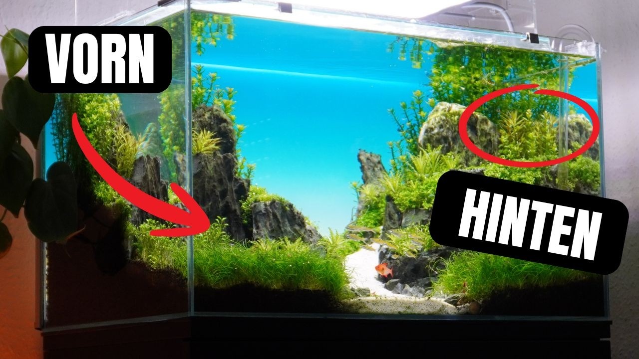 5 einfache Aquarium-Pflanzen für dein Aquascape