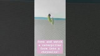 Celebrity Watch this caterpillar form into a chrysalis! #caterpillar #chrysalis. (sorry for bad video quality) Wealth