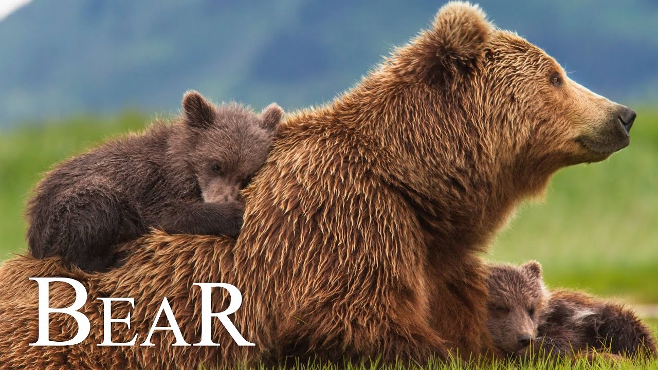 The Wildlife of the BEARS 8K Ultra HD - with relaxing music