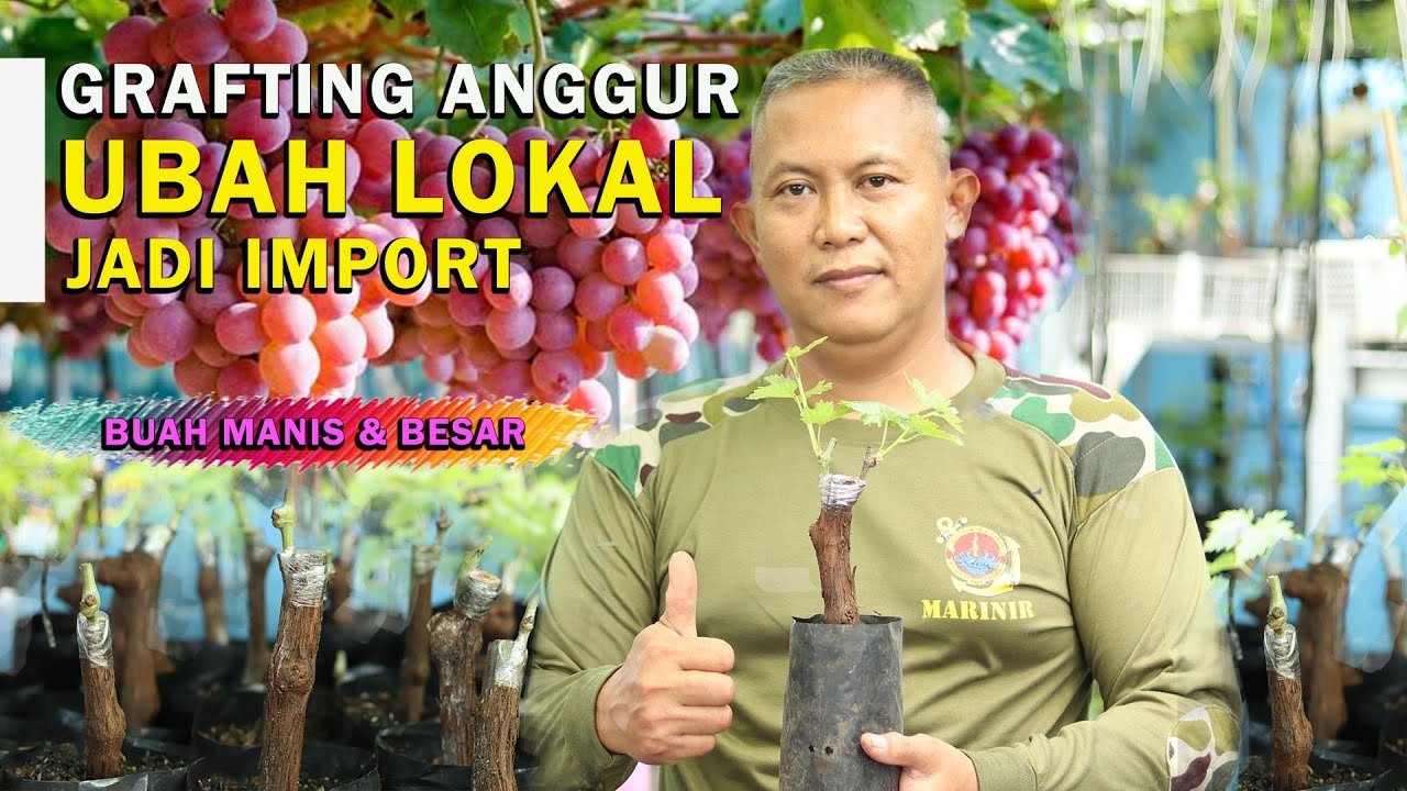 GRAFTING ANGGUR SOLUSI UBAH LOKAL JADI IMPORT MANIS DAN BERBUAH BESAR I Tips&Trik