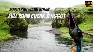 KONIN Full Isian CUCAK JENGGOT Gacor Ngebren | Masteran Wajib Kolibri Ninja   Suara Gemericik Air