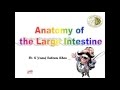 Anatomy of the Large Intestine || Dr. Yusuf ||