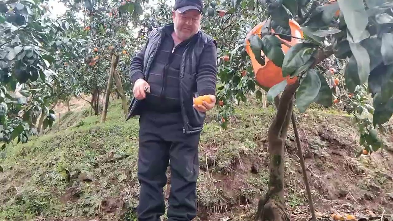 Рома собирает сочные мандарины 1 марта