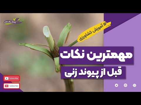 مهمترین نکات قبل از پیوند زنی The Most Important Points Before Transplanting 