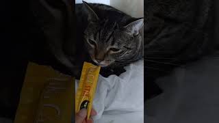 Lychee enjoying the kitty wet treat by Ultimate Cat Friends (UCF) 79 views 3 weeks ago 1 minute, 7 seconds