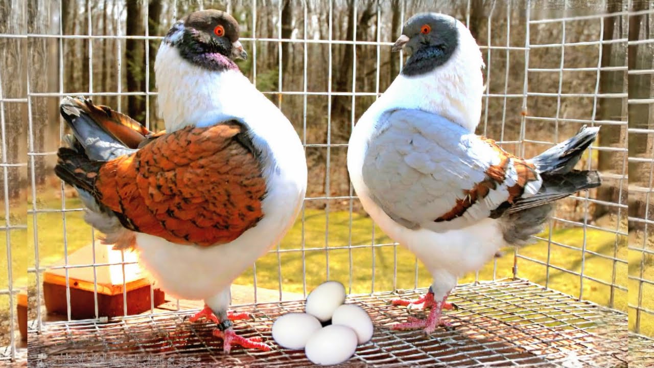 متابعة الحمام ومفاجأه جديده😯شوف لقيت ايه😯