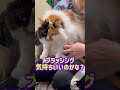 毛玉が出来てブラッシングさせてくれる猫さま　#ブラッシング #毛玉 #cat