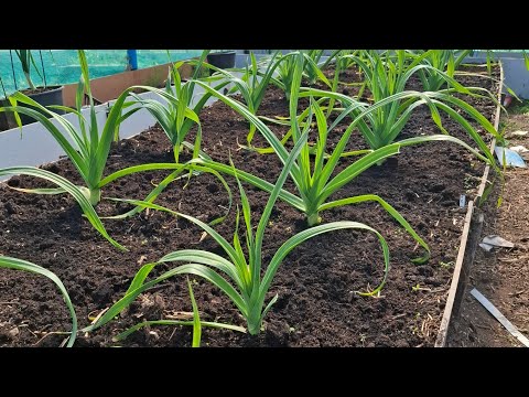 5 May 2025 bank holiday garden tour 🥕🫑🥬🥒🥦🫛👨‍🌾