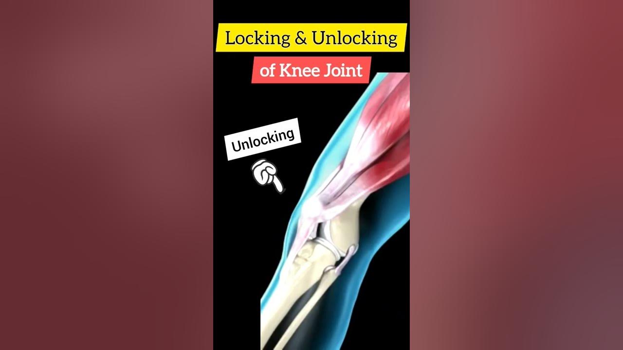Locking Unlocking Of Knee Joint shorts youtubeshorts amazingfacts locking-unlocking-of-knee-joint-shorts-youtubeshorts-amazingfacts