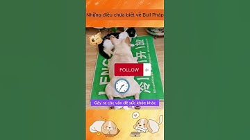 Những bí mật thú vị về chó Bull Pháp - Pet Corner