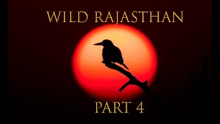 Wild Rajasthan Part 4 | Keoladeo National Park | Bharatpur bird sanctuary | Wildlife of India