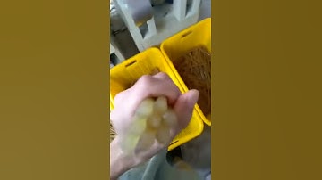 glue sticks product line