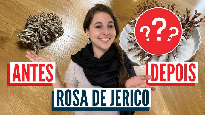 Plantando a Rosa de jericó | Simone Fortunato mae de Dois - thptnganamst.edu.vn